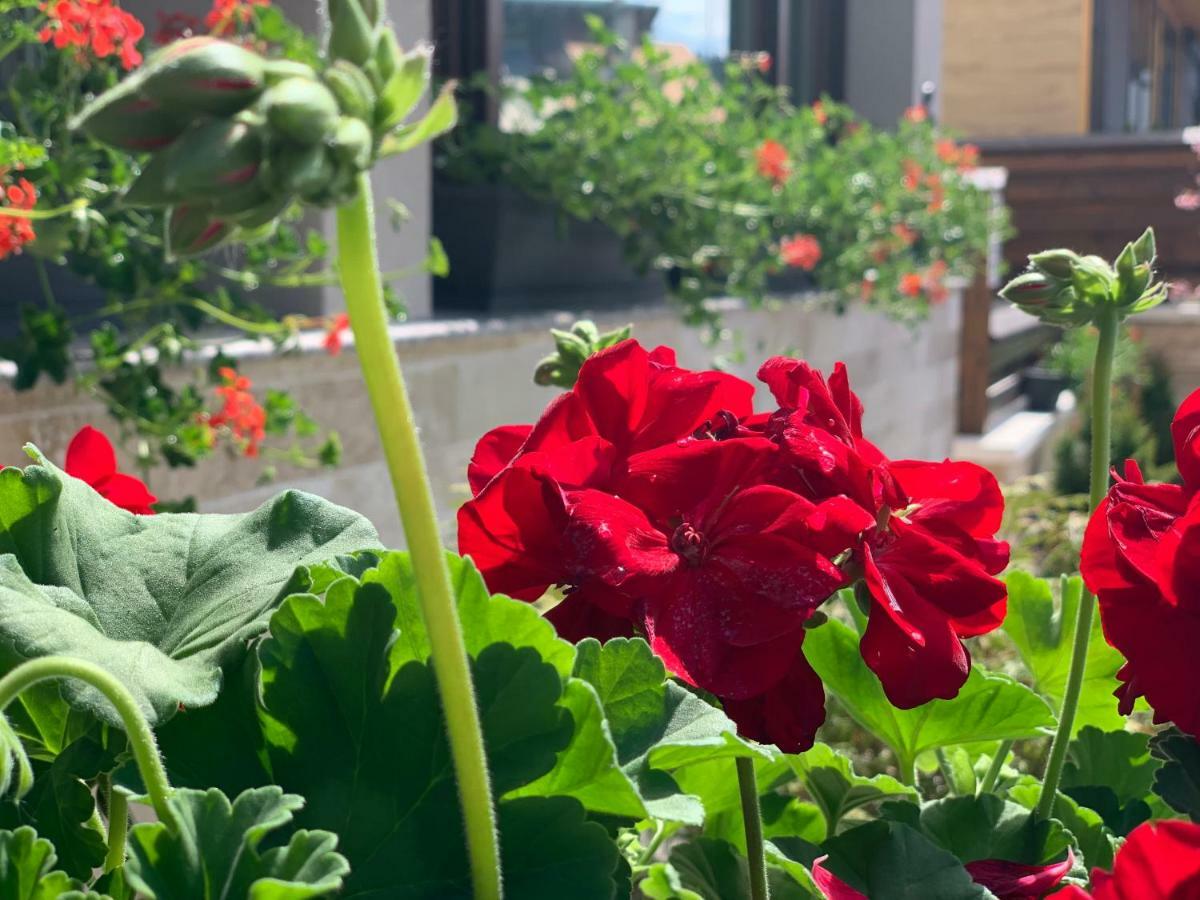Garden Apart Predeal Ngoại thất bức ảnh